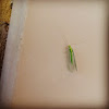 Green lacewing