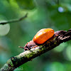 Unknown snail