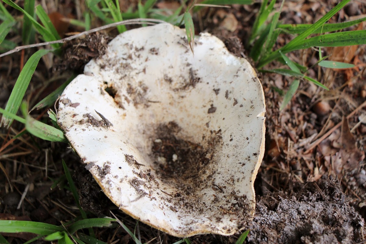 Russulaceae Mushroom
