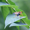 Two-inch flying bug