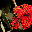 Scarlet Paintbrush or Propeller Plant