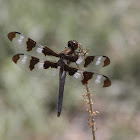 Dragonfly (Twelve-spotted Skimmer)
