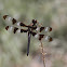 Dragonfly (Twelve-spotted Skimmer)
