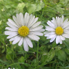 White Ox-eye daisy flower
