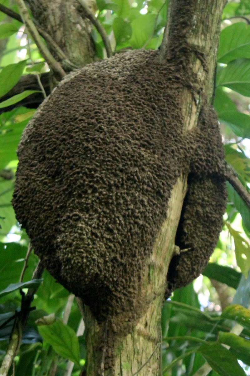termite nest