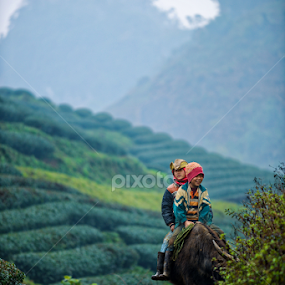 herd of buffalo by Dong Bui - People Street & Candids
