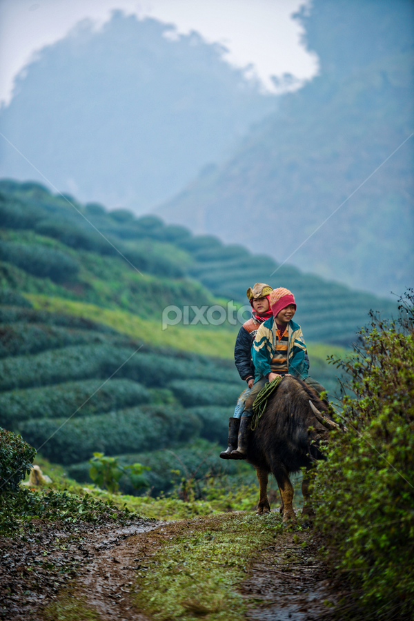 herd of buffalo by Dong Bui - People Street & Candids