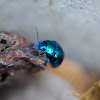 blue leaf-bug, Blauer Blattkäfer