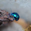 blue leaf-bug, Blauer Blattkäfer