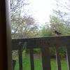 Rose-Breasted Grosbeak