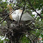 Cattle Egret's  Nest