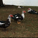 Muscovy Duck