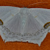 Silky White Moth