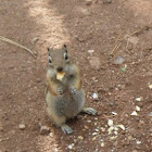 Chipmonk