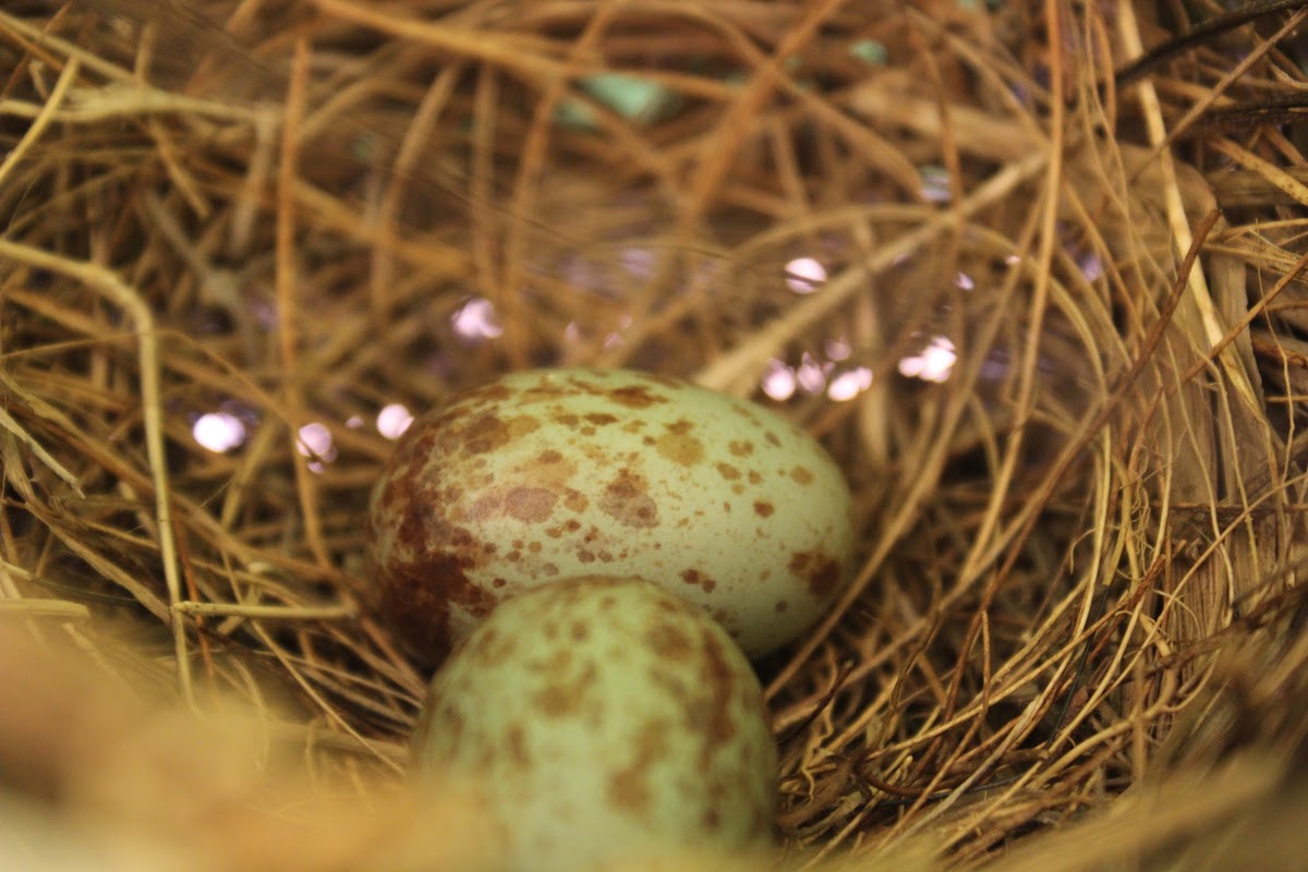 Mocking Bird Eggs