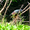 Green heron