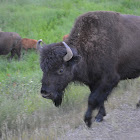 American Bison