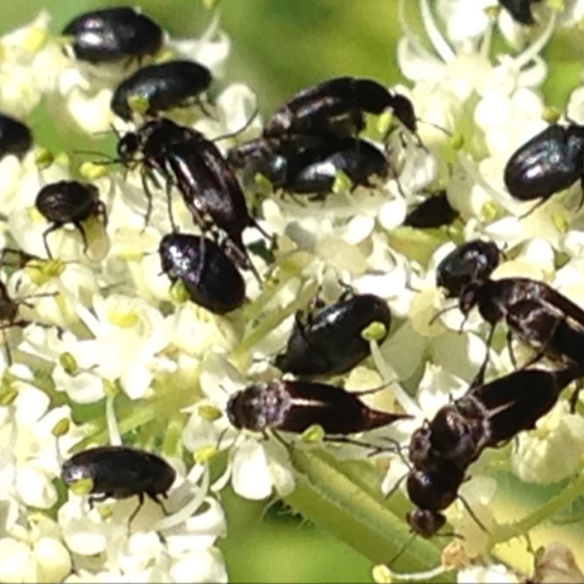 Ant-like Flower Beetles