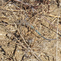(Juvenile) Orange-throated Whiptail