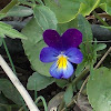 Johney Jump-ups Violets (Wildflower)