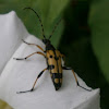 Flower Longhorn Beetle