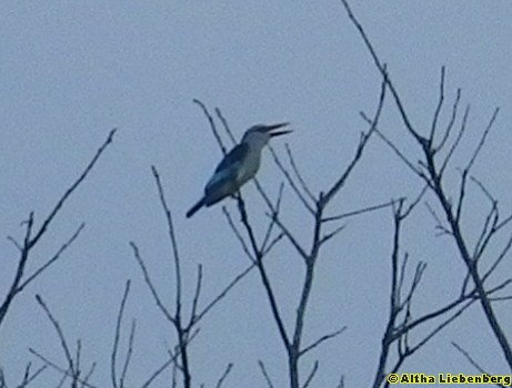 Halfcollared Kingfisher