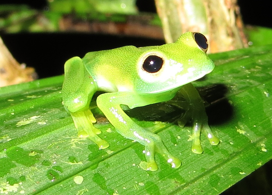 Unknown Glass Frog
