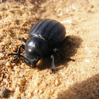 Escaravelho Preto