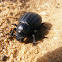 Escaravelho Preto