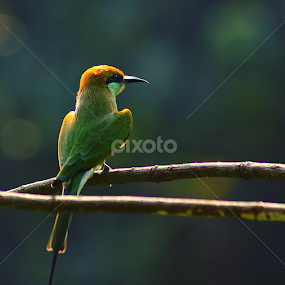 | | Dont Know the Name | | by Prithwish Mondal - Animals Birds