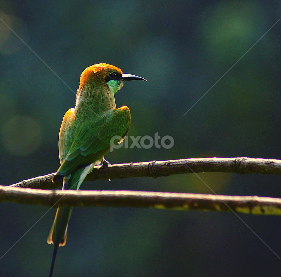 | | Dont Know the Name | | by Prithwish Mondal - Animals Birds