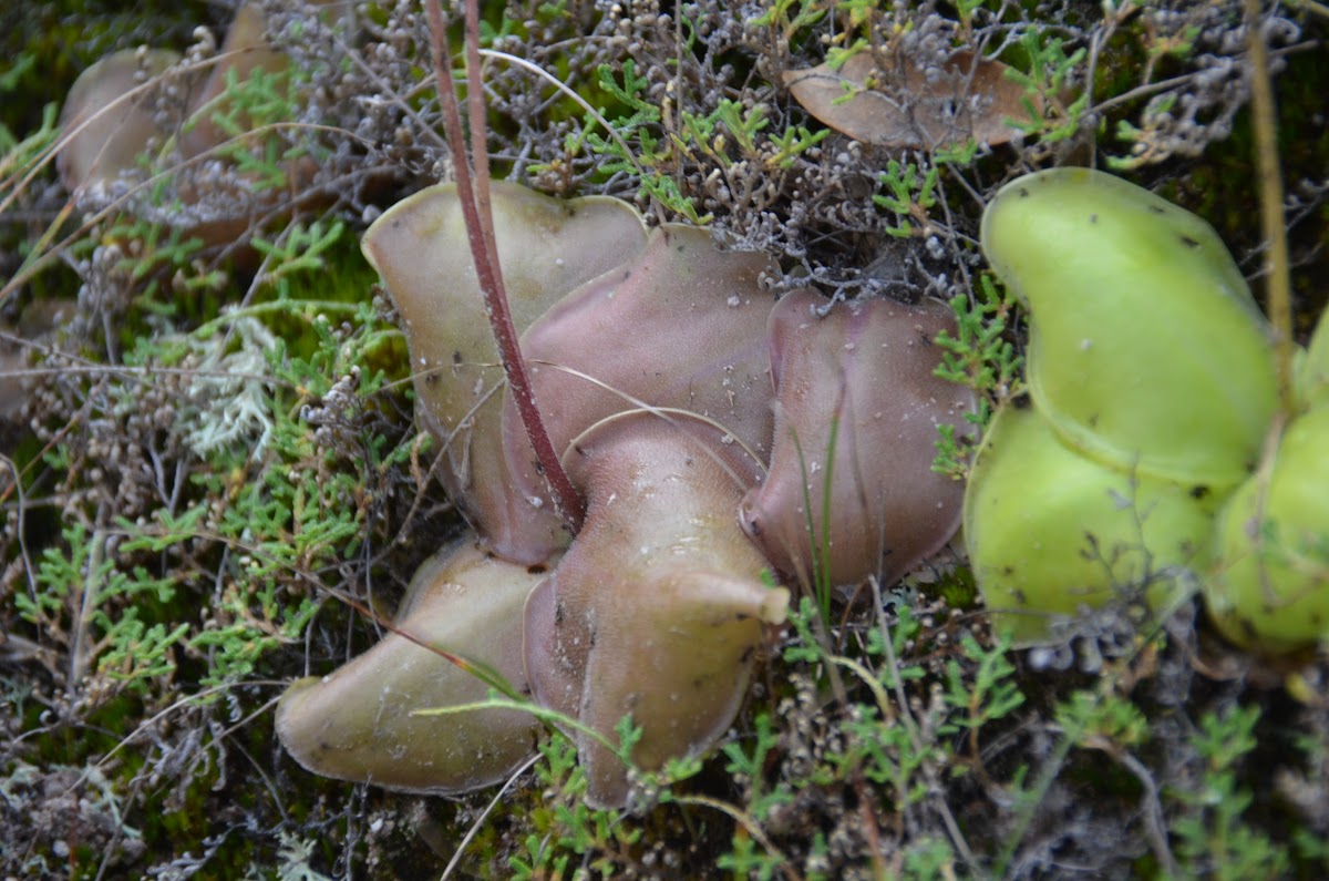 Pinguicula Carnivorous plant