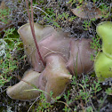 Pinguicula Carnivorous plant