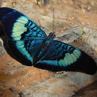 Red Flasher Butterfly