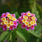 Lantana