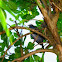 white-crowned pigeon