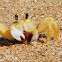 Atlantic Ghost Crab