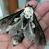 Wood Borer Moth