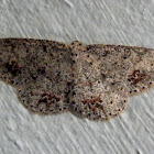 Casbia Moth