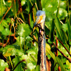 Tricolored Heron (and frog)