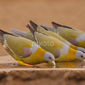 Yellow Footed Green Pigeon by Sharad Agrawal - Animals Birds