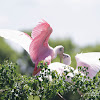 Roseate Spoonbill (feeding young)
