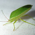 Green Stink Bug