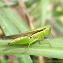 Rice Grasshopper