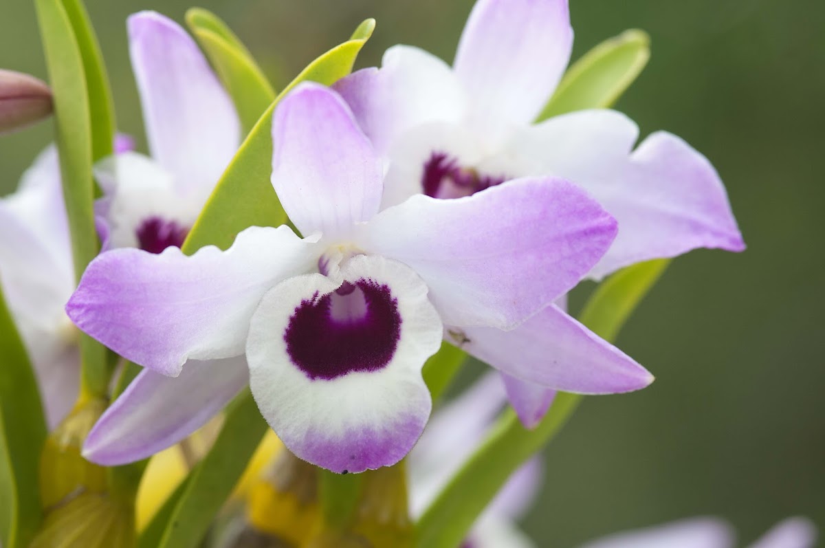 Dendrobium nobile