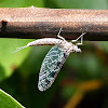 Mayfly