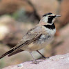 Horned Lark