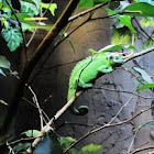 Jackson's Chameleon or Three-horned Chameleon