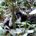 Mountain Gorilla Infant