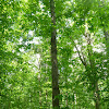 Shagbark Hickory